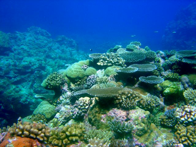 Reef scene off Pohnpei