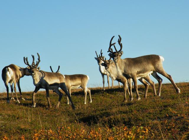 The park is in the reindeer husbandry area.