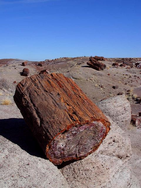 Petrified log