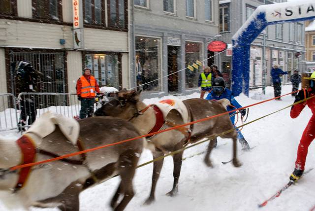 Reindeer sledding championship in the main street