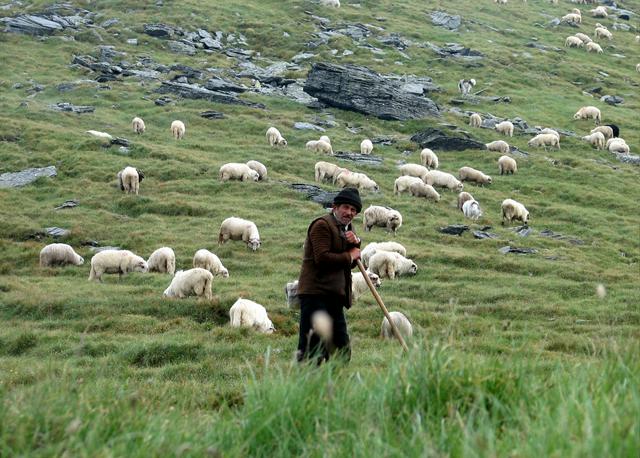 A shepherd in the Făgăraș Mountains