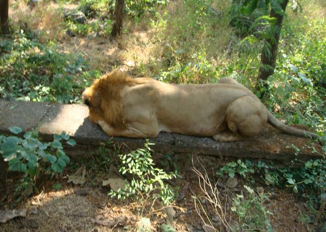 Sleeping lion at SGNP lion safari