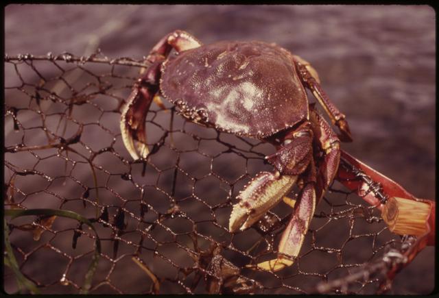 Dungeness Crab netted in the Hood Canal