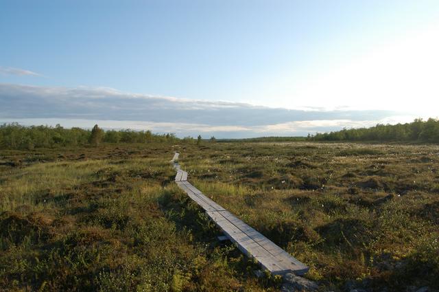 Duckboards across a swamp.