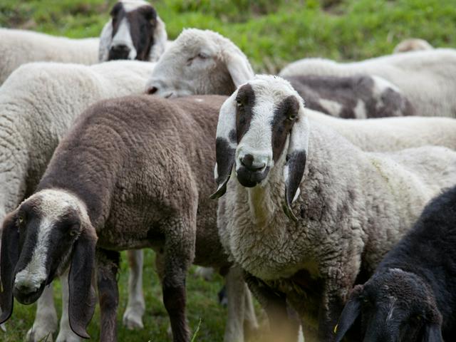 Local sheep breed.