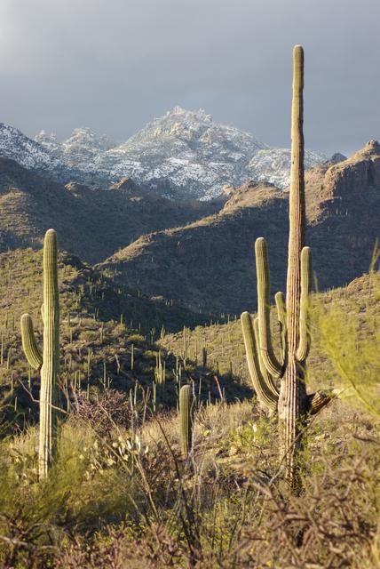 Sabino Canyon