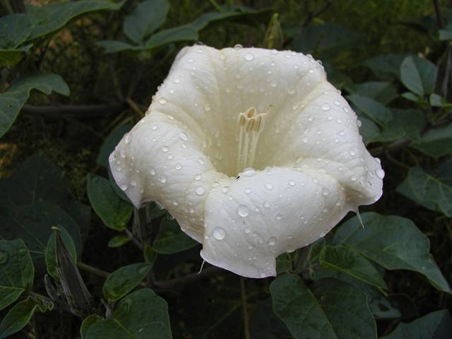 Sacred Datura