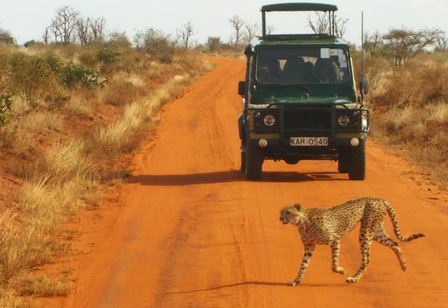 alt=Safari Gepard Tsavo Kenia 02.JPG