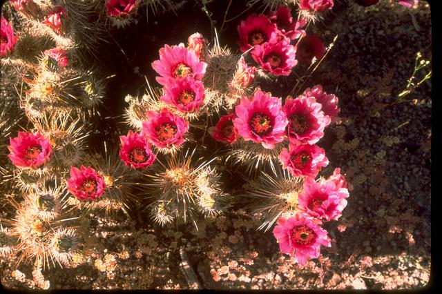 Blooming cholla cactus