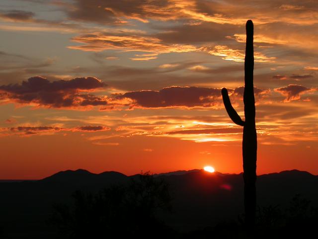 Saguaro cactus at sunset