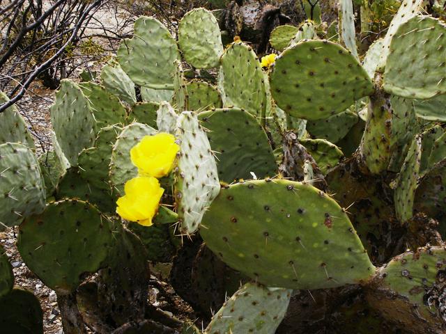 Prickly pear