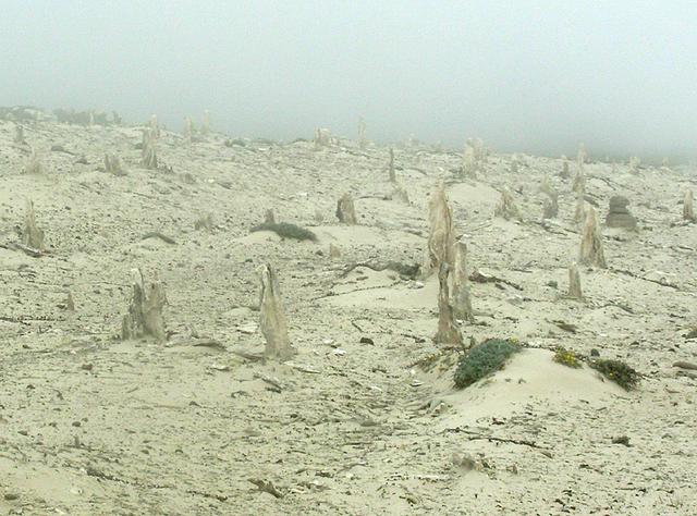 San Miguel's caliche forest near Cuyler's Harbor