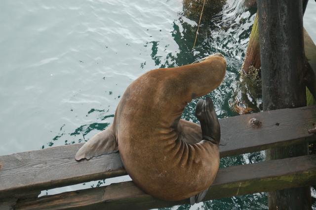 A sea lion on the Santa Cruz Municipal Wharf