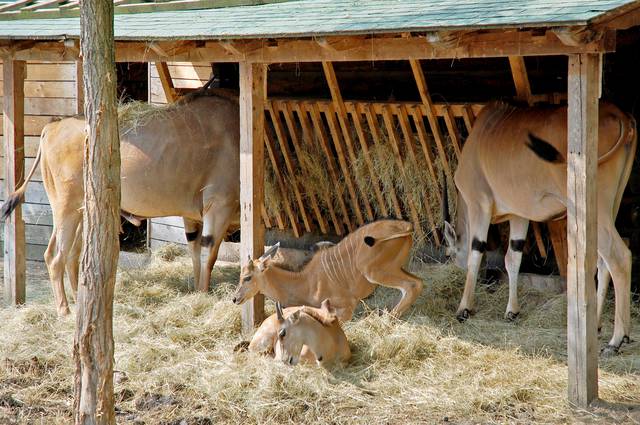 Antilopes in the Sarajevo Zoo.