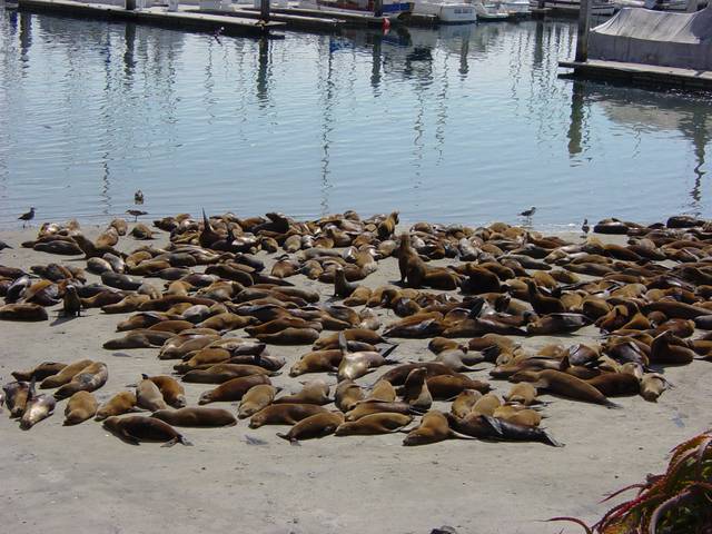 Sea lions near Fisherman's Wharf