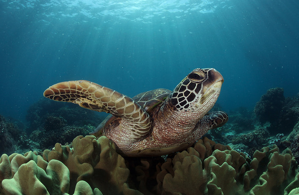 Sea turtle