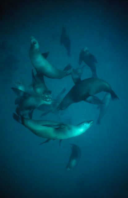 California Sea Lions