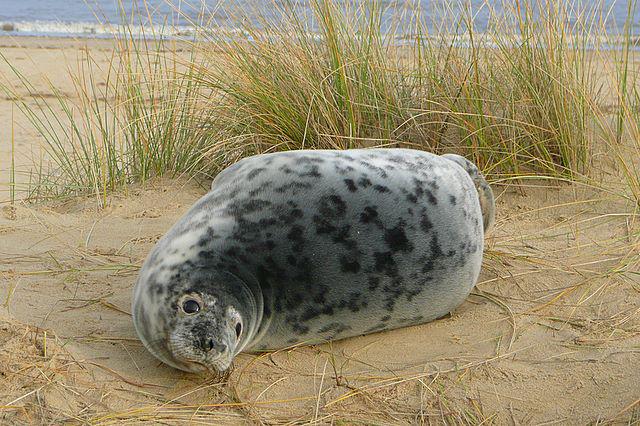 Seals at Horsey