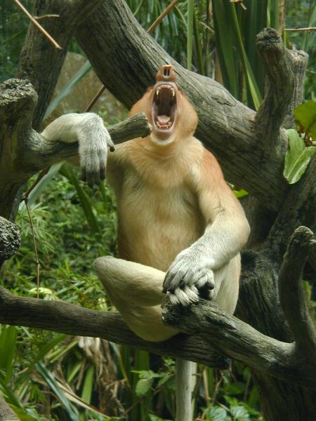 Proboscis monkey