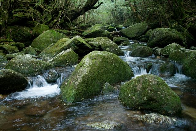 Shiratani unsuikyo forest