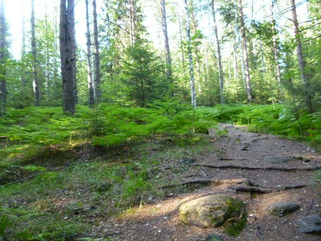 Trail in Sipoonkorpi National Park