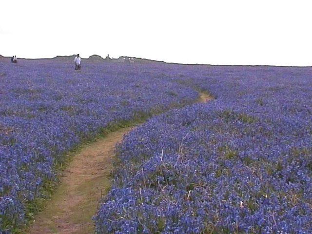 Bluebells on Skomer