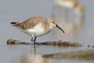 Curlew sandpiper