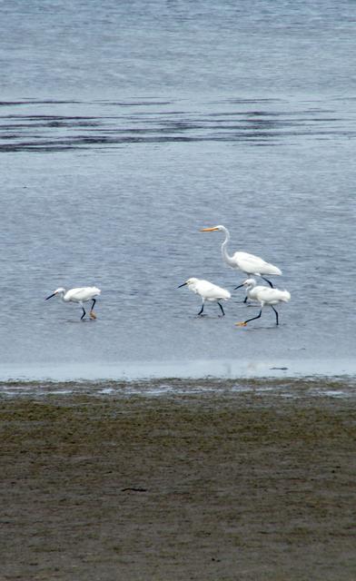Bird watching at Chincoteague National Wildlife Refuge