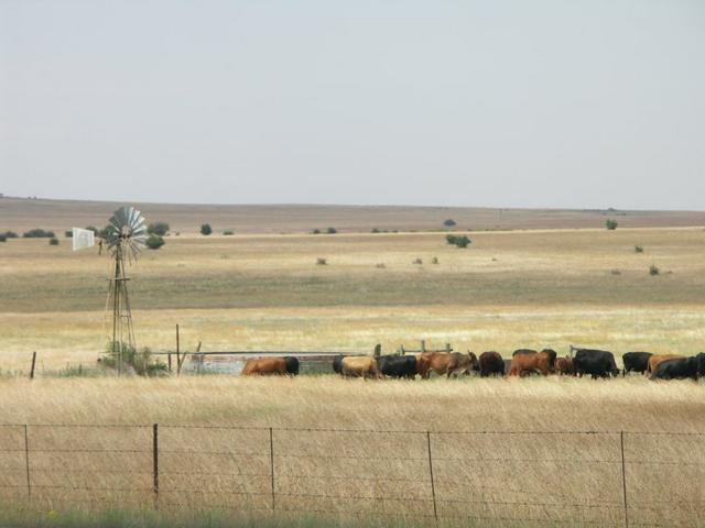 Large areas of the Free State are dedicated to farming