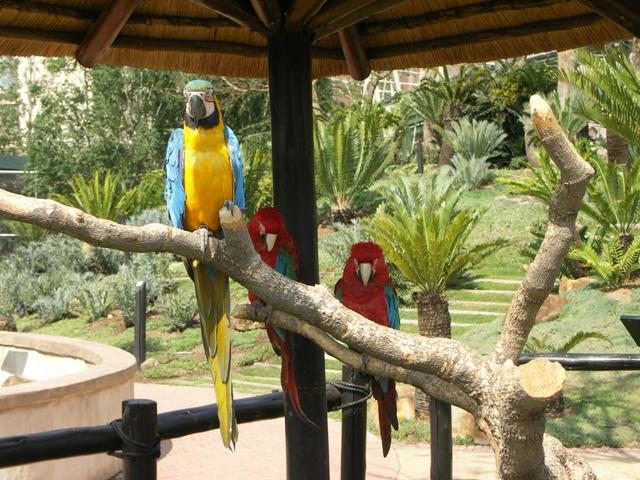 Parrots at the Montecasino bird gardens