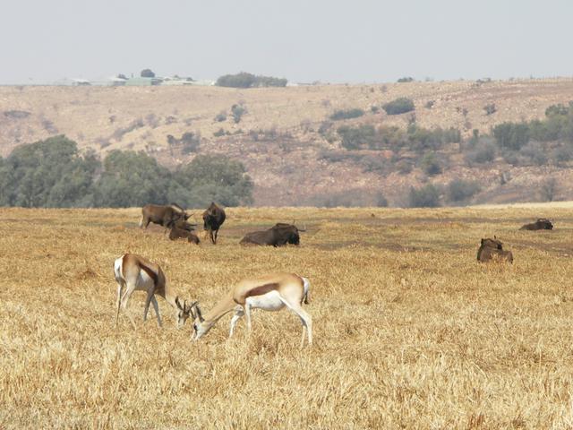 Springbok in the Krugersdorp Game Reserve