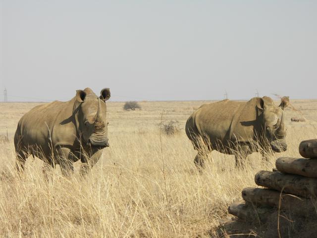 Rhinos in the Rietvlei Nature Reserve