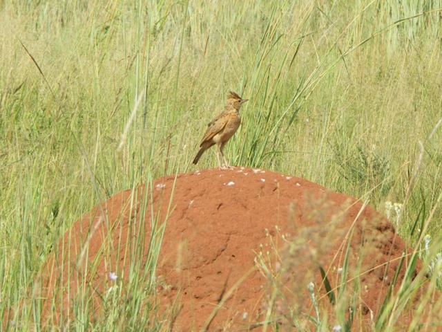 Rufous-naped Lark sitting on an ant hill.