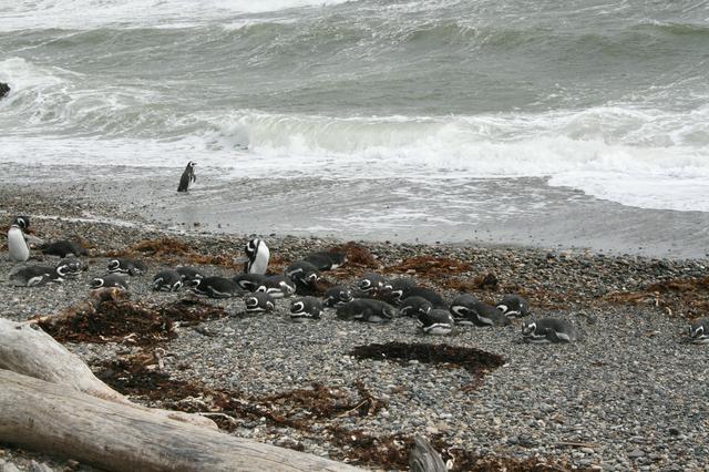 Penguins at Seno Otway