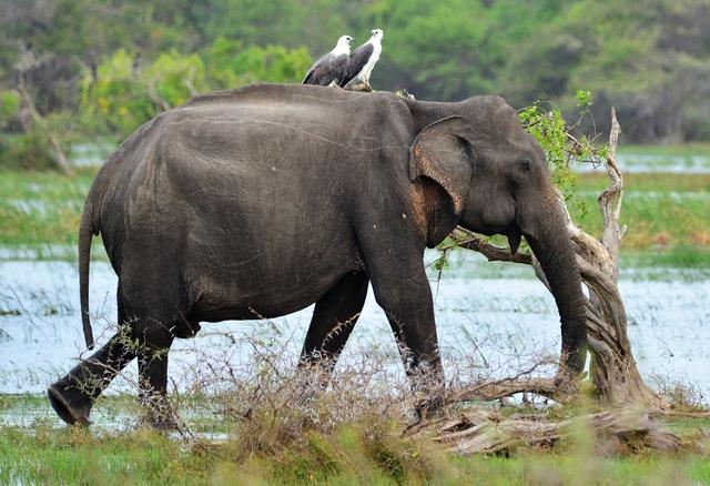 An elephant along with 2 white bellied sea eagles.