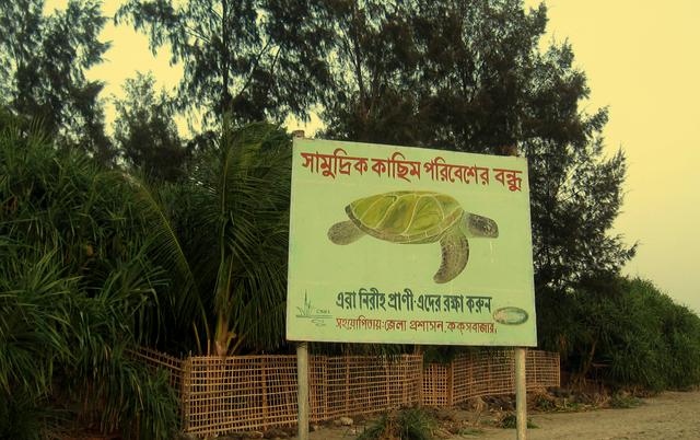 Sea Turtle Conservation Project STURCNET at St. Martin's Island