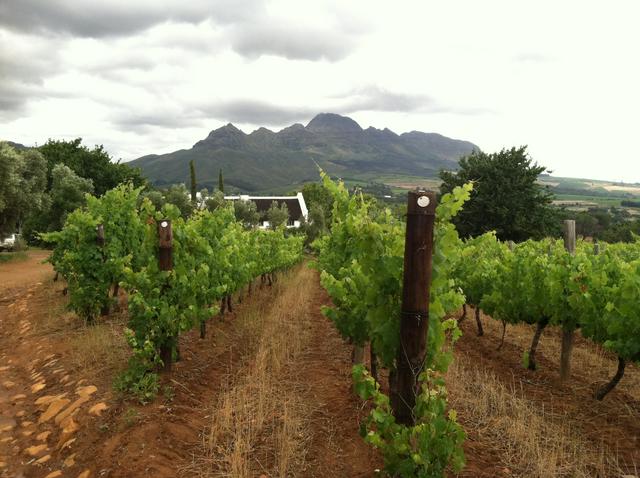 Vriesenhof Vineyards in Stellenbosch wine country