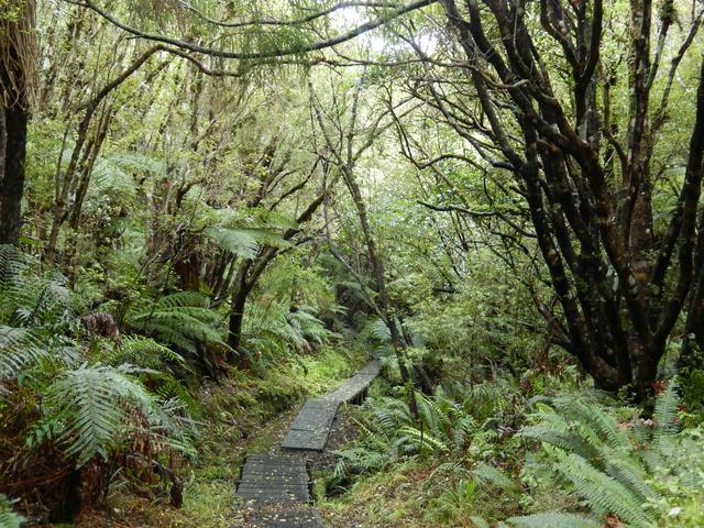 Fern Gully Track