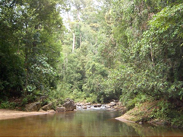 A stream in the forest reserve