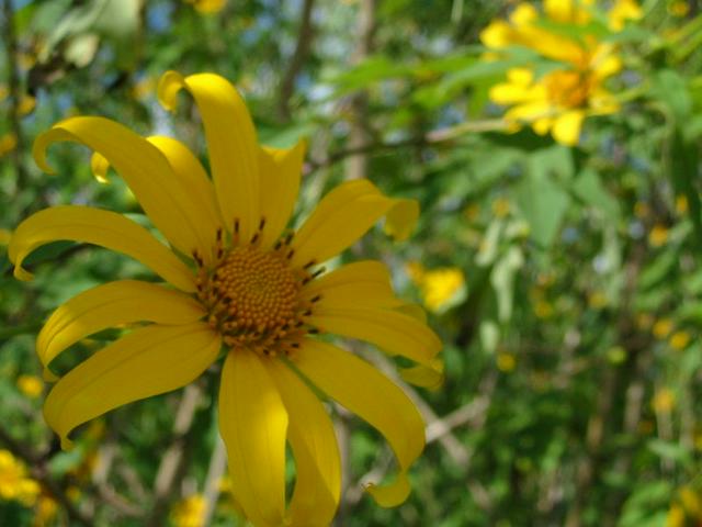 Sunflowers in Mae Salong