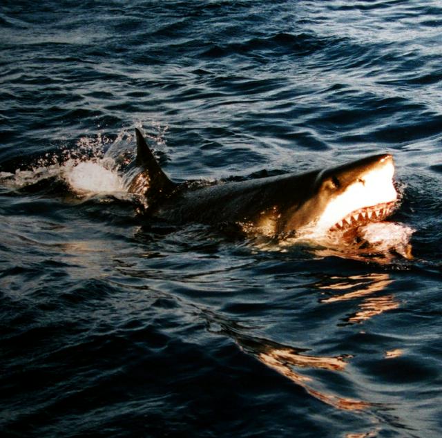 Great white shark off Isla Guadalupe