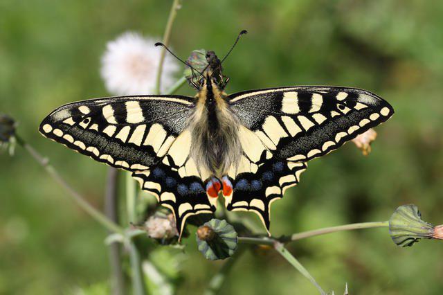 The Swallowtail is found nowhere else in the UK