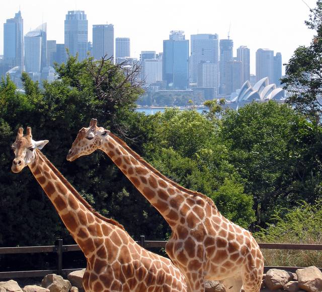 Giraffes at Taronga Zoo