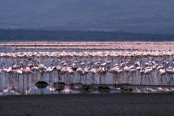 Lake Bogoria