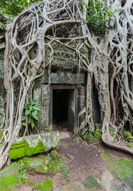 The famous empty doorway of Ta Prohm — there's usually a queue of people lining up to be photographed here!