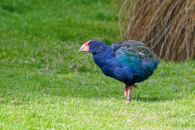 The rare flightless takahe, found in Te Anau Wildlife Centre and in the Murchison Mountains (across the lake from Te Anau)