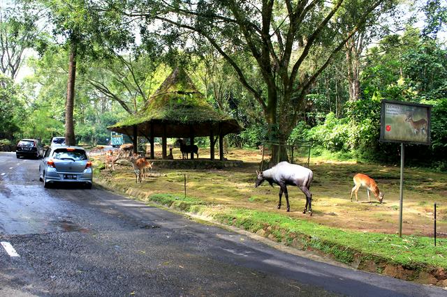 Taman Safari Indonesia.