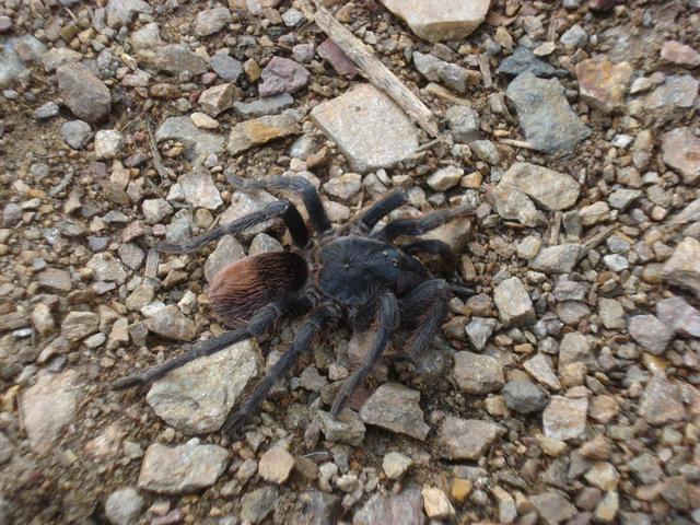 A Tarantula on the path from Marampata