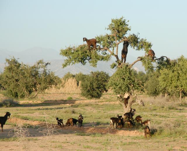 Goats on argantree