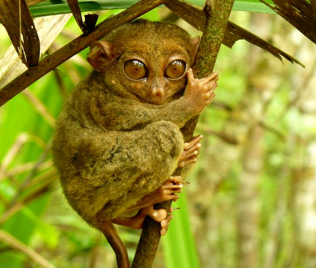 Tarsier Sanctuary